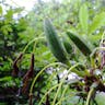 トウレンゲツツジ（唐蓮華躑躅） (Rhododendron molle)-i