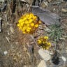 Western wallflower (Erysimum asperum)-i