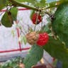 ラズベリー (Rubus idaeus)-i