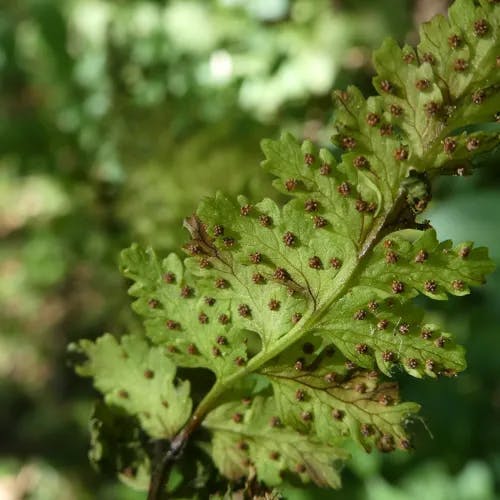 ナヨシダ (Cystopteris fragilis)-i