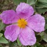 ゴジアオイ（五時葵／午時葵） (Cistus albidus)-i