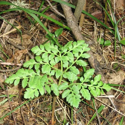 ヤマハナワラビ（山花蕨） (Botrychium multifidum)-i