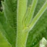 ウスベニタチアオイ（薄紅立葵） (Althaea officinalis)-i