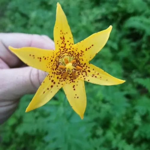 Canada lily (Lilium canadense)-i