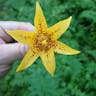 Canada lily (Lilium canadense)-i