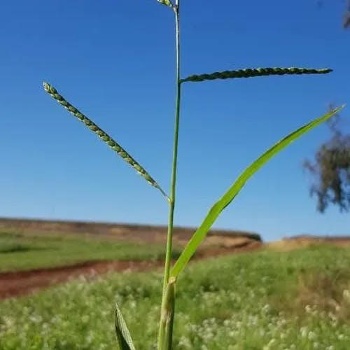 シマスズメノヒエ（縞雀稗） (Paspalum dilatatum)-i