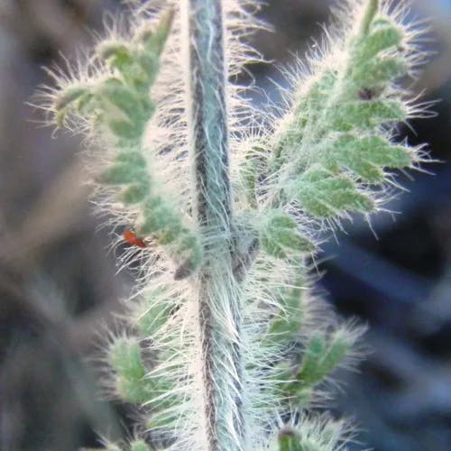 Fern-leaf lavender (Lavandula multifida)-i