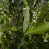 Cherry elaeagnus (Elaeagnus multiflora)-i