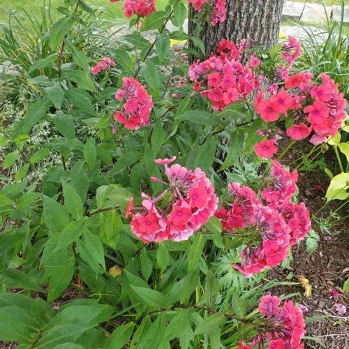 クサキョウチクトウ（草夾竹桃） (Phlox paniculata)-i