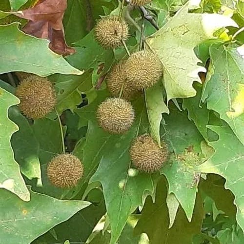 アメリカスズカケノキ（亜米利加鈴懸木） (Platanus occidentalis)-i