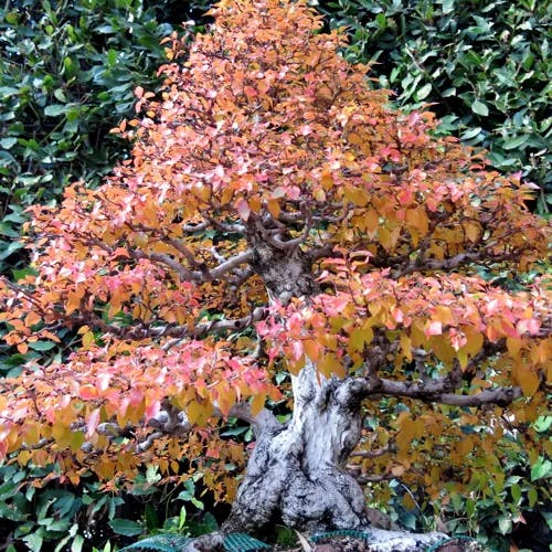 イワシデ（岩四手） (Carpinus turczaninovii)-i