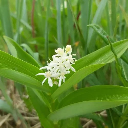 Star false solomon's-seal (Maianthemum stellatum)-i