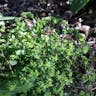 Radium-plant (Euphorbia peplus)-i