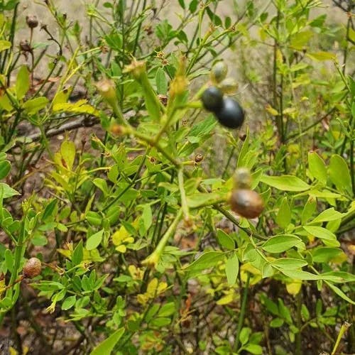 ジャスミン（茉莉花） (Jasminum grandiflorum)-i