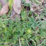 Field burweed (Soliva sessilis)-i