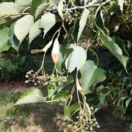 シナノキ（科木） (Tilia japonica)-i