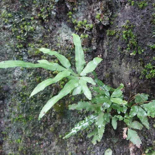 イノモトソウ（井口辺草） (Pteris multifida)-i