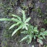 イノモトソウ（井口辺草） (Pteris multifida)-i