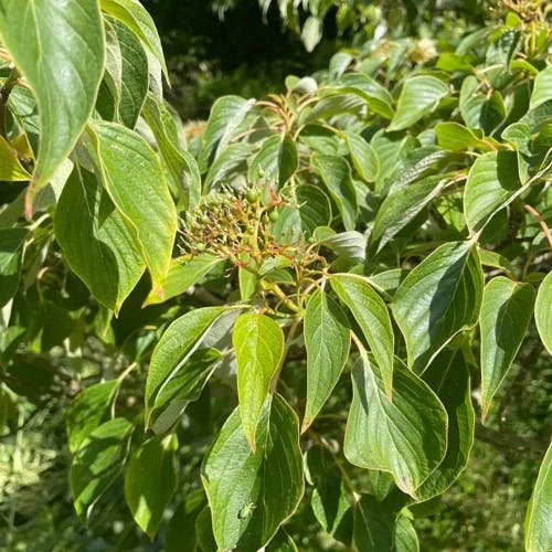 Giant dogwood (Cornus controversa)-i