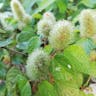 ベニヒモノキ（紅紐木） (Acalypha hispida)-i