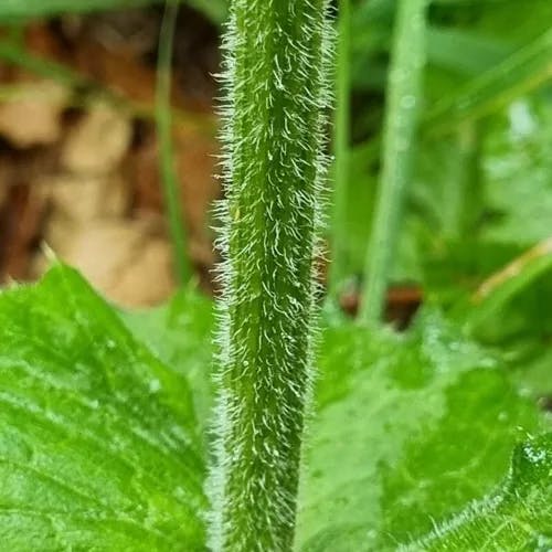 Yellow thistle (Cirsium erisithales)-i