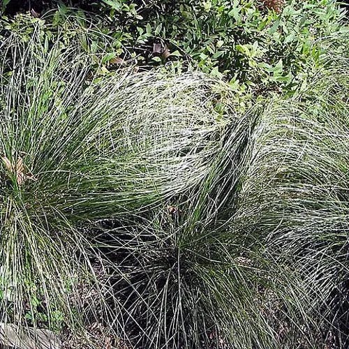 カンスゲ（寒菅） (Carex morrowii var. morrowii)-i