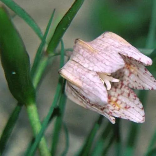 コバイモ（小貝母） (Fritillaria japonica)-i