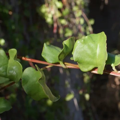 アカザカズラ（藜蔓） (Anredera cordifolia)-i