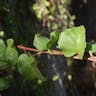 アカザカズラ（藜蔓） (Anredera cordifolia)-i