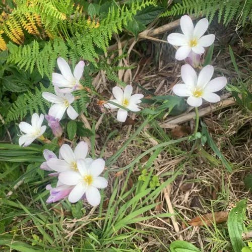 Harlequin-flower (Sparaxis bulbifera)-i