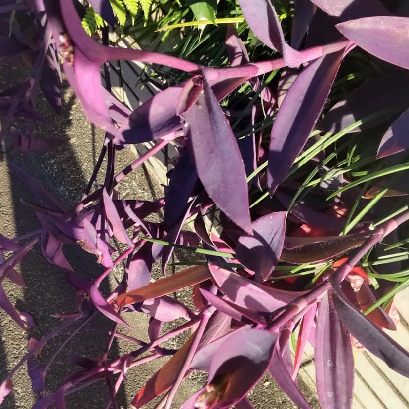 Purple queen (Tradescantia pallida)-i
