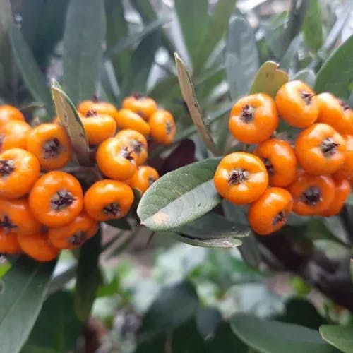 タチバナモドキ（橘擬） (Pyracantha angustifolia)-i