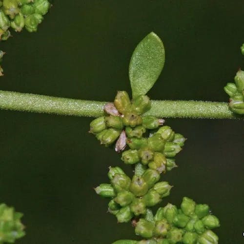 Herniary breastwort (Herniaria glabra)-i