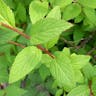 Japanese spiraea (Spiraea japonica)-i