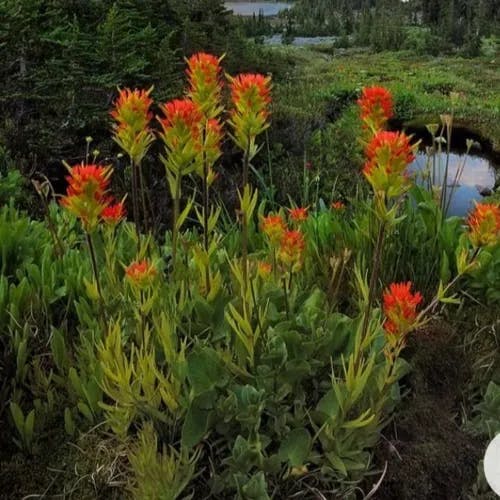 Scarlet paintbrush (Castilleja miniata)-i