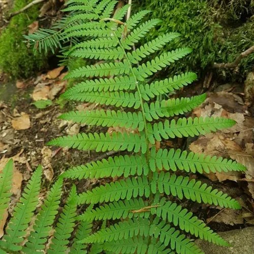 Marginal fern (Dryopteris marginalis)-i