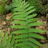 Marginal fern (Dryopteris marginalis)-i