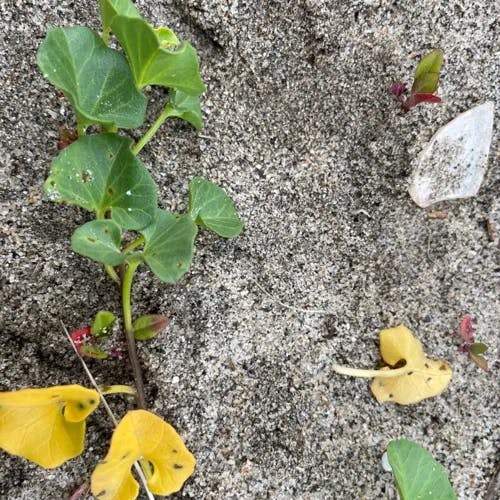 ハマヒルガオ（浜昼顔） (Calystegia soldanella)-i