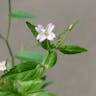 エゾアカバナ（蝦夷赤花） (Epilobium montanum)-i