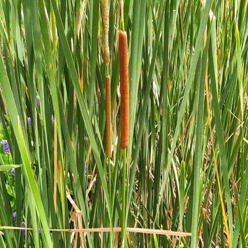 ホソバヒメガマ（細葉姫蒲） (Typha angustifolia)-i