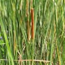 ホソバヒメガマ（細葉姫蒲） (Typha angustifolia)-i