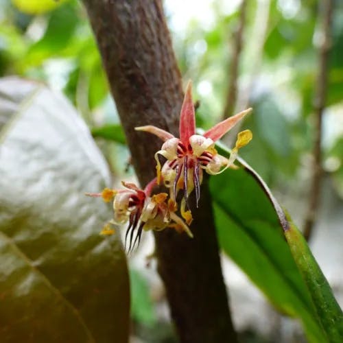 カカオ (Theobroma cacao)-i