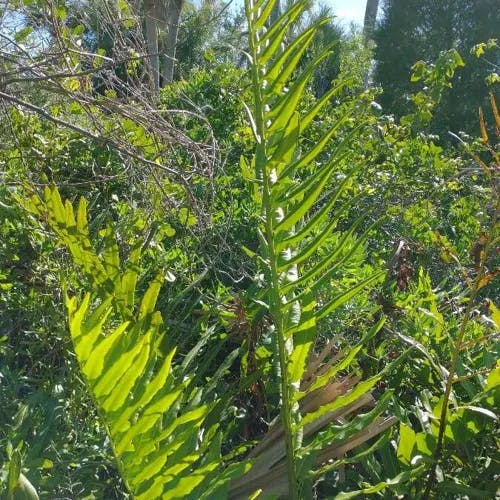 Golden leather fern (Acrostichum aureum)-i