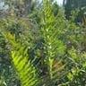 Golden leather fern (Acrostichum aureum)-i