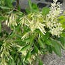 Formosan ash (Fraxinus griffithii)-i