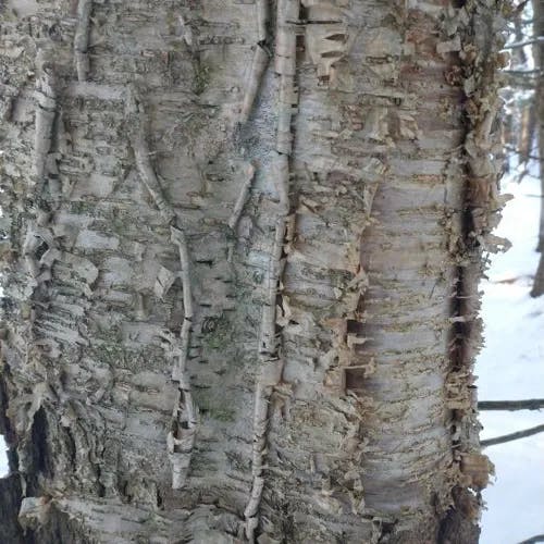 キハダカンバ (Betula alleghaniensis)-i