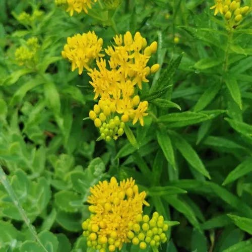 ヤナギトウワタ（柳唐綿） (Asclepias tuberosa)-i