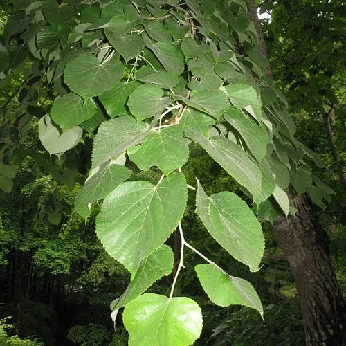 オオバボダイジュ（大葉菩提樹） (Tilia maximowicziana)-i