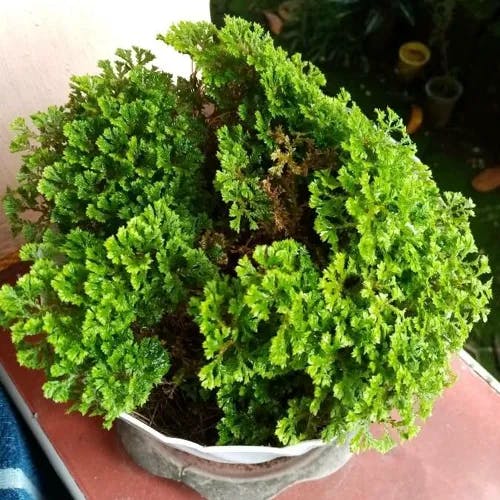 Garden selaginella (Selaginella kraussiana)-i