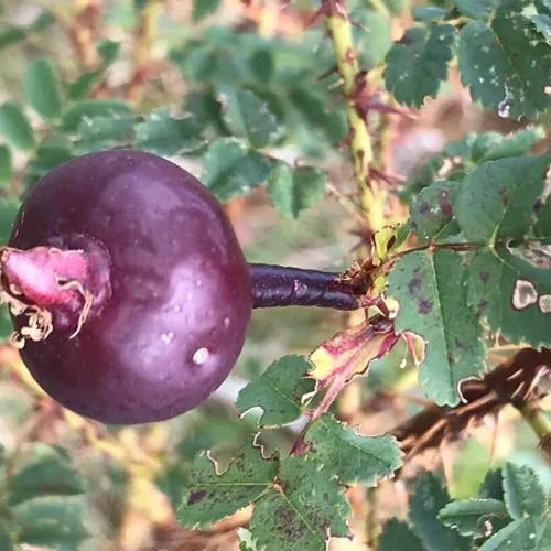 Burnet rose (Rosa spinosissima)-i